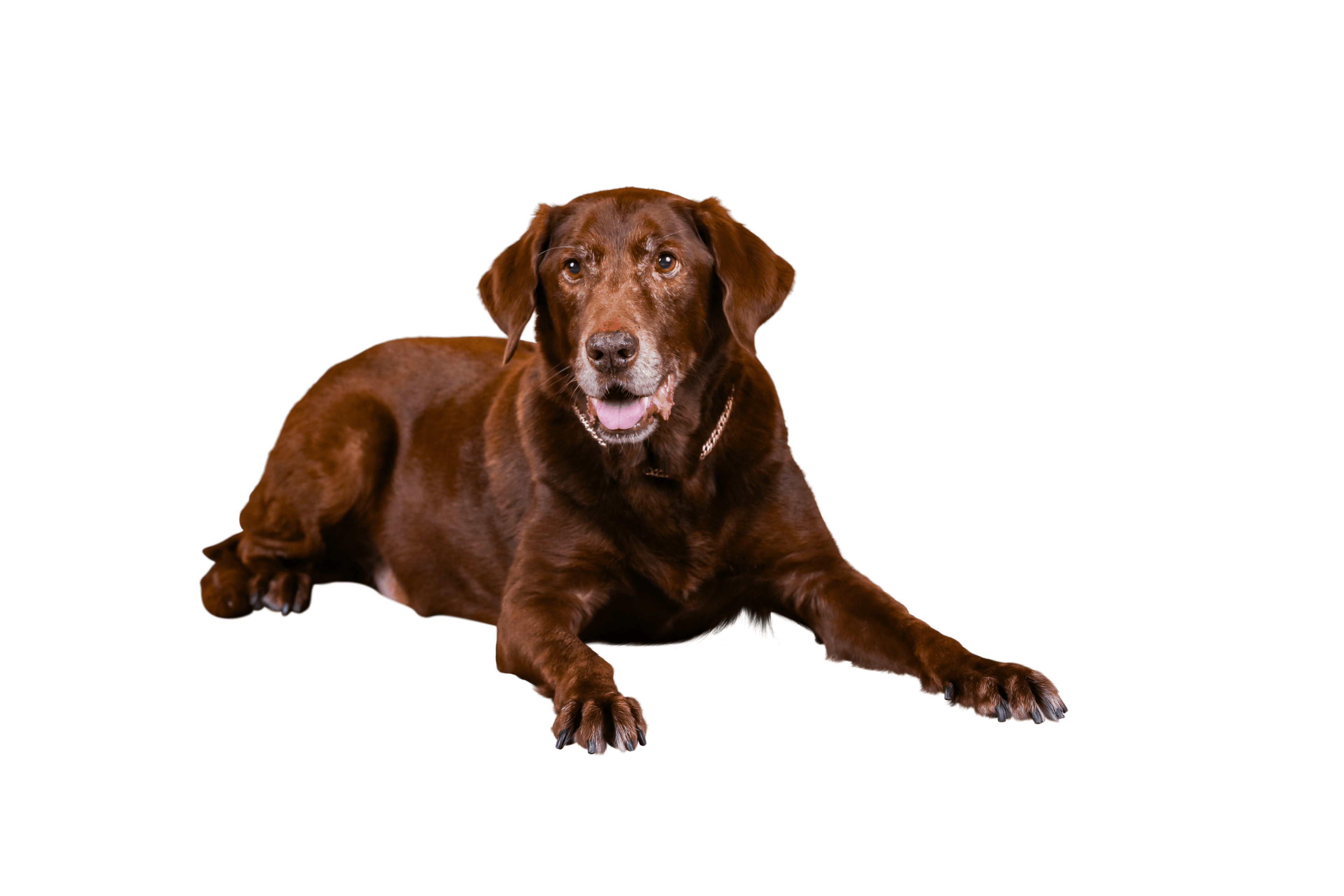 Picture of chocolate lab laying down with white background